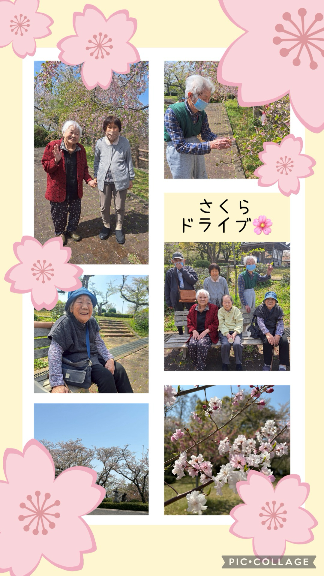 大雅さくらドライブ🌸🌸