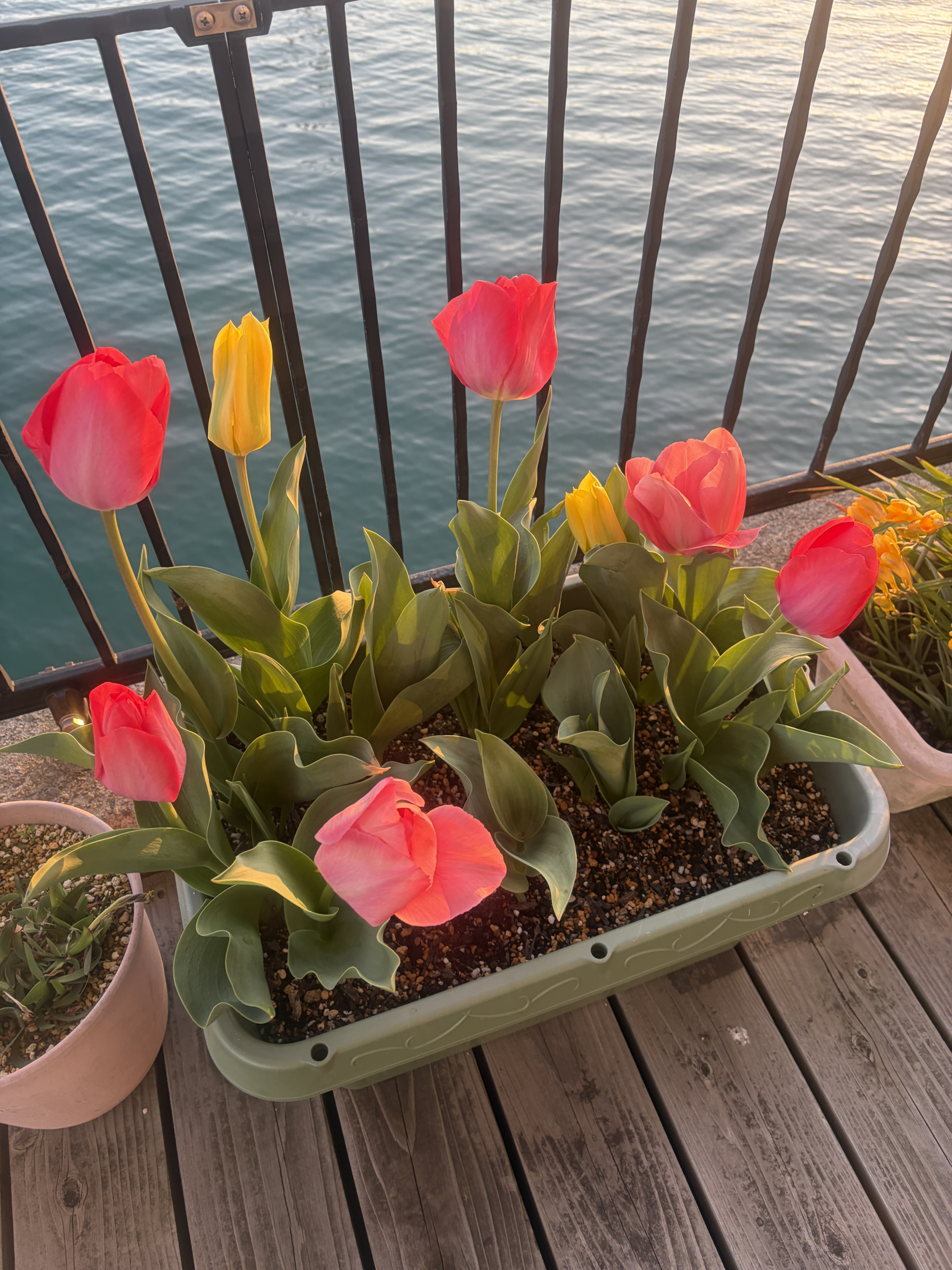 テラスのチューリップ🌷